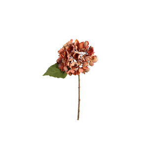 Hortensienblüte Rost Hortensienzweig klein