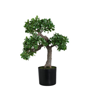 Baumgrüner Banyan-Baum im schwarzen Topf