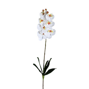 Orchideenblüte weiß Phalaenopsis-Spray mit Blättern