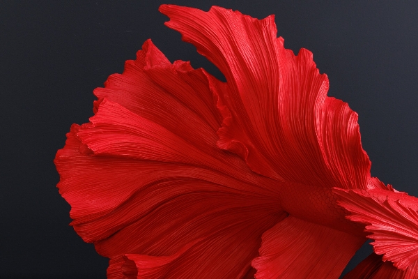 Deko-Fisch CROWNTAIL der Firma Casa Élite