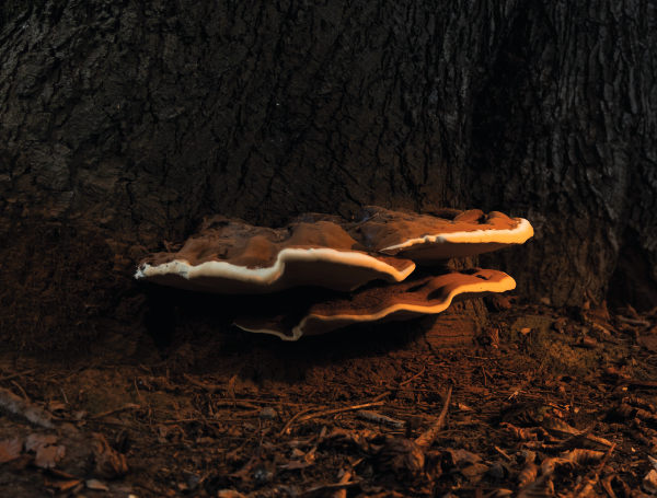 Fungy Bodenleuchte der Firma Royal Botania